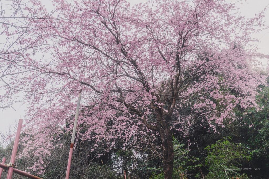 雨に濡れた桜