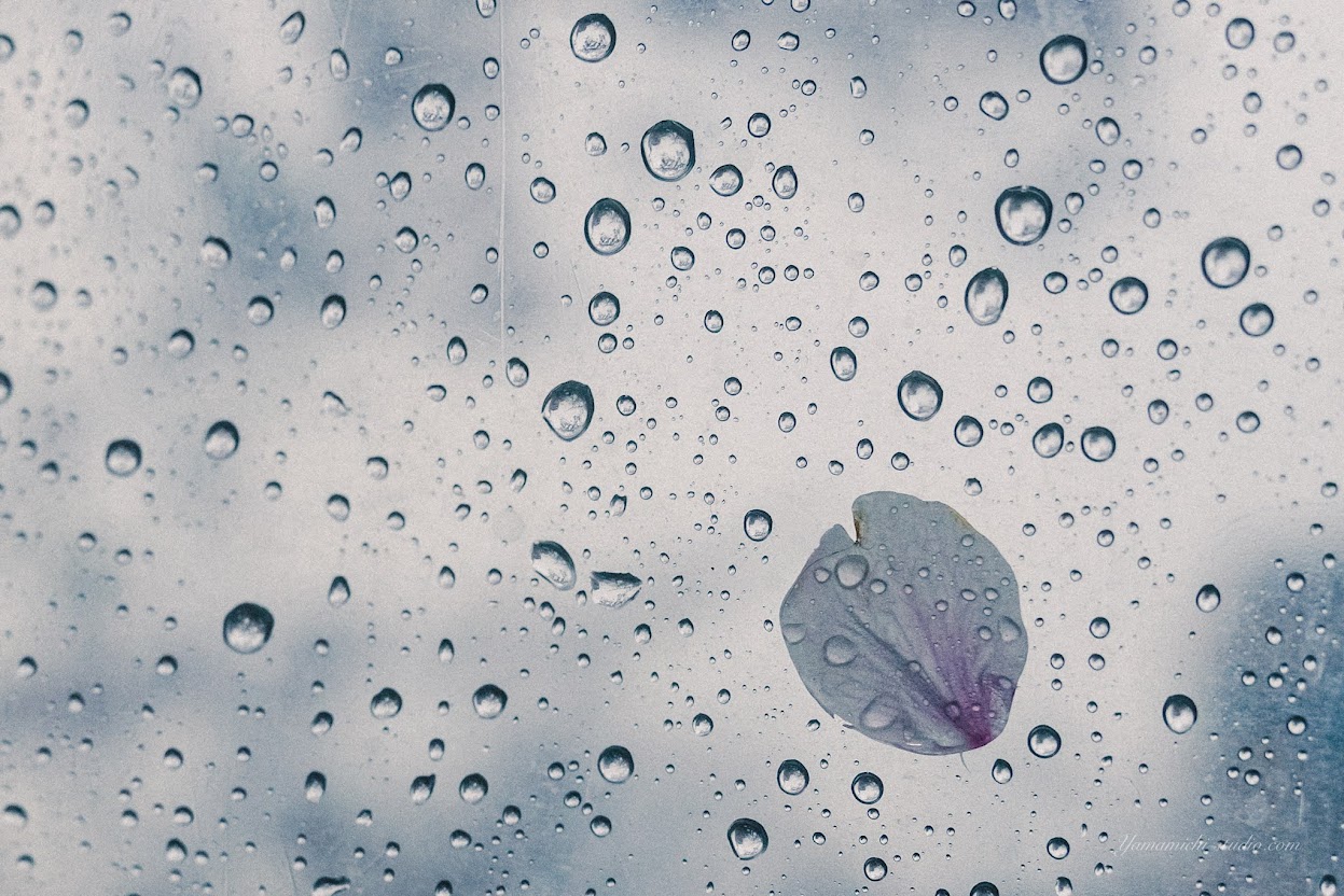 ビニール傘の雨粒と桜の花びら