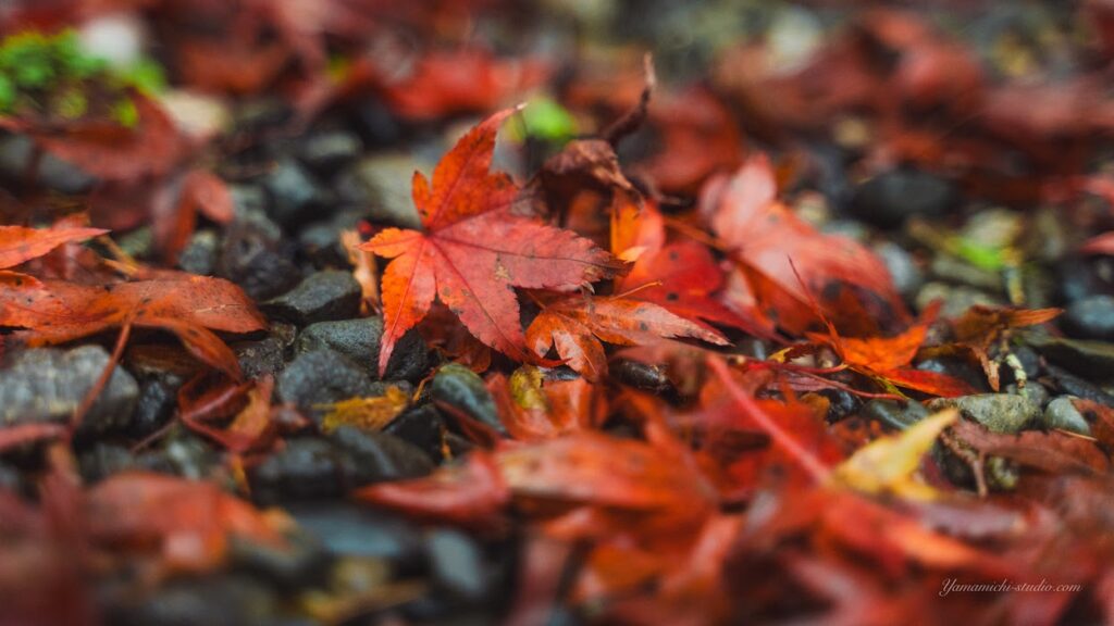 雨に濡れた赤い紅葉